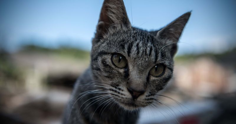 Cat who vanished 10 years ago from Maine home returns back in ailing state to die amidst her family