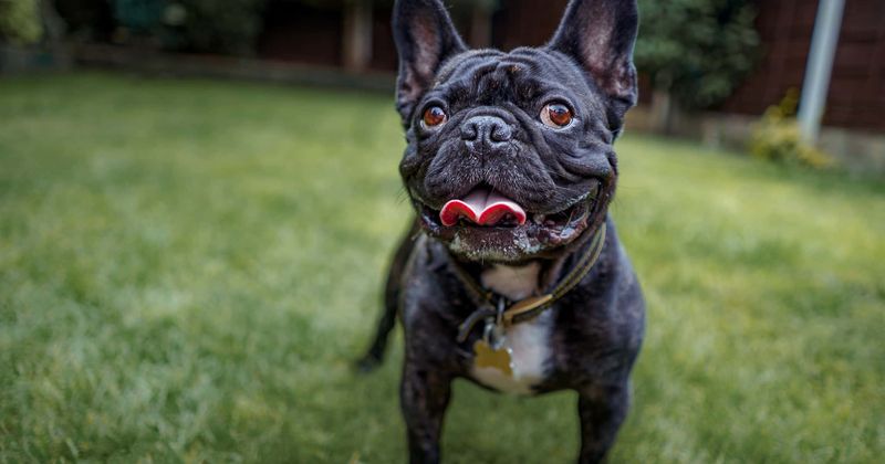 ‘Best friend’ French bulldog dies of heatstroke after airline staff left it with no water for 18 hours