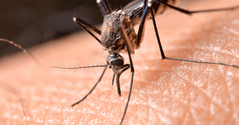 Malaria can be eradicated by 2050 if an extra $2 billion is spent annually, say global experts