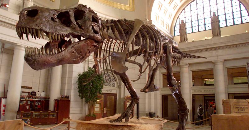 How did the dinosaurs die out? New evidence from asteroid impact site confirms global climate change the cause