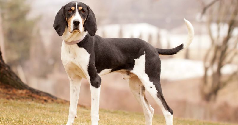 New York woman, 67, mauled to death by her pet dogs in her home in 'nightmare' attack