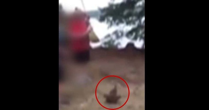 High school football players filmed torturing and strangling duck to death will not be criminally charged
