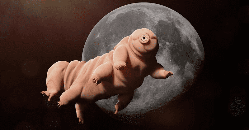 Tardigrades lost on moon after spacecraft crash can survive for years in cryptobiotic state but not colonize: Experts