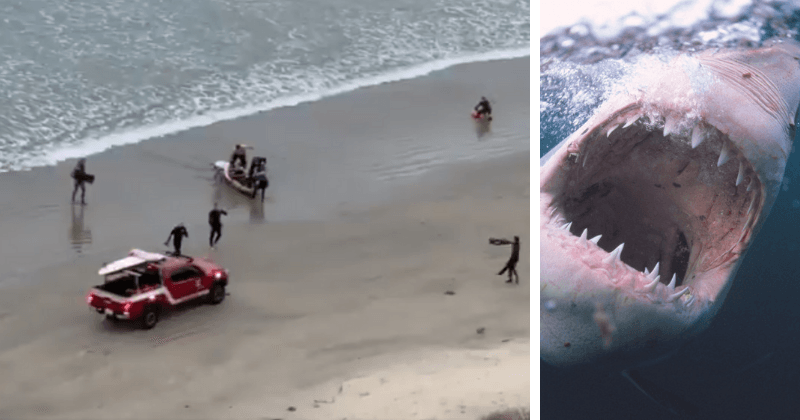 JAWS!: 13-year-old in critical condition after "white shark" rips his back open