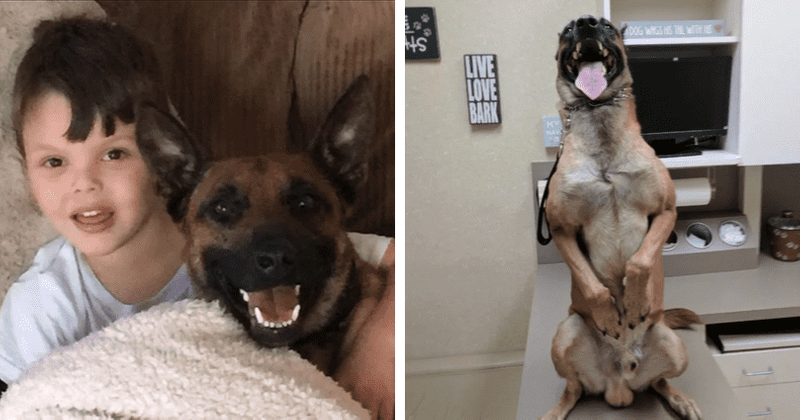 Florida family says their pet dog 'fried' to death on United Airlines flight after it was put in hot cargo hold