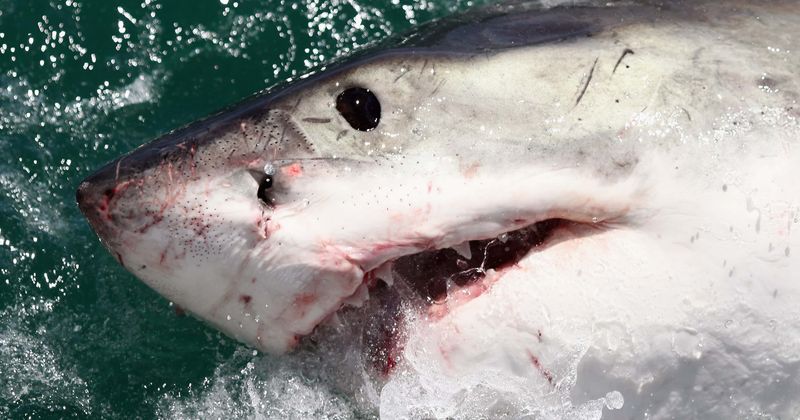 Surfer spots great white shark swimming few feet away from him in Cape Cod as terrifying encounter is caught on camera