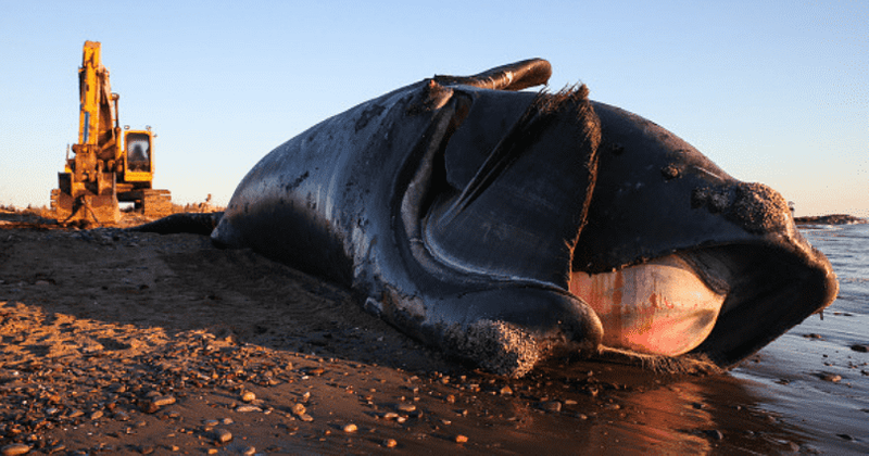 Age of Extinction: Another North Atlantic right whale dies raising 2019 toll to 10 for a species with just 400 left