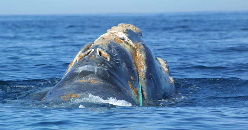 Age of Extinction: Another North Atlantic right whale dies raising 2019 toll to 10 for a species with just 400 left