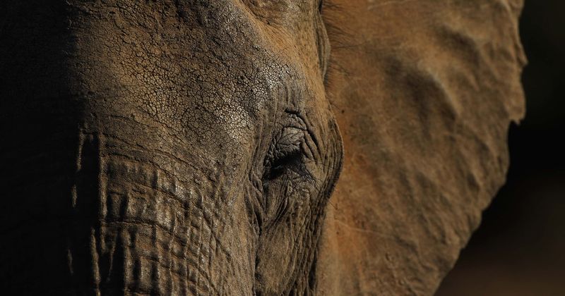 70-year-old malnourished elephant Tikiri dies after being forced to parade through the streets during festival