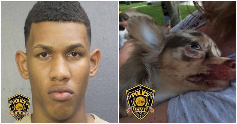 Sick teen arrested for shooting and killing 8-month-old pup with a "high-powered pellet rifle"