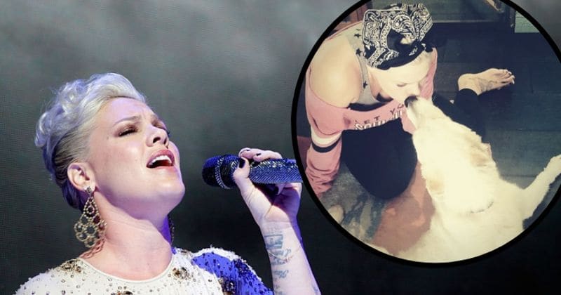 Goodbye kiss: Heartbroken Pink mourns the loss of her beloved dog of 16 years with touching tribute