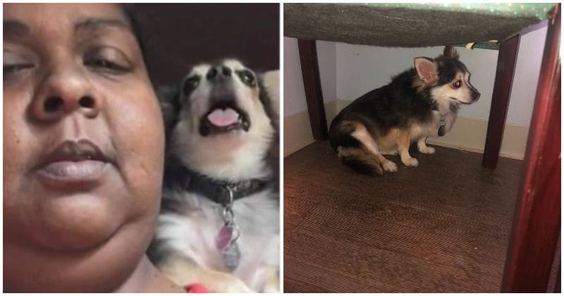 Missouri woman losing battle with breast cancer leaves dog at shelter with tear-jerking letter before suicide