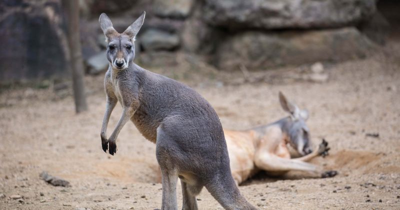 Twenty kangaroos mowed down by reckless driver in 'senseless piece of stupidity'