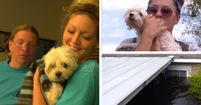 Incredible moment dog rescued after spending days in flooded home after Hurricane Florence