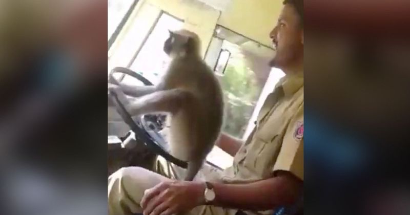 Bus driver fired for endangering lives by allowing a monkey steer a bus full of passengers