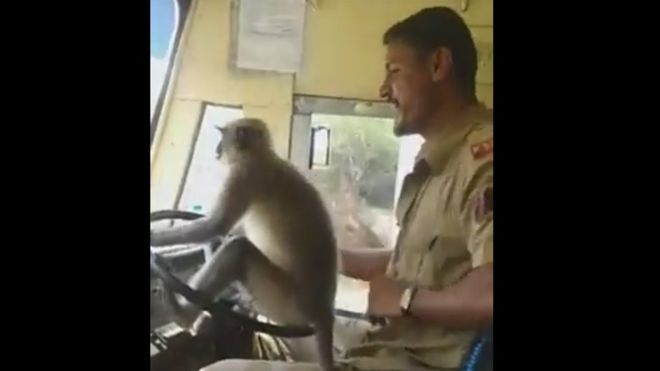 According to witnesses, the monkey boarded the vehicle with another passenger but refused to sit anywhere but up front (YouTube)