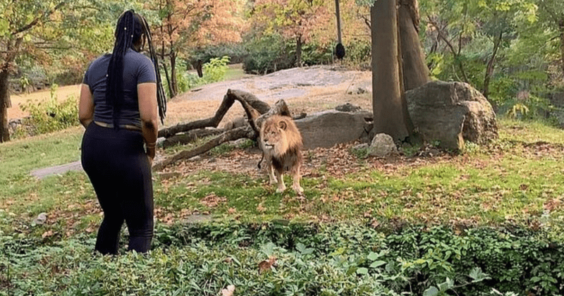 Woman taunts and dances in front of African lion at Bronx Zoo after climbing over safety barrier