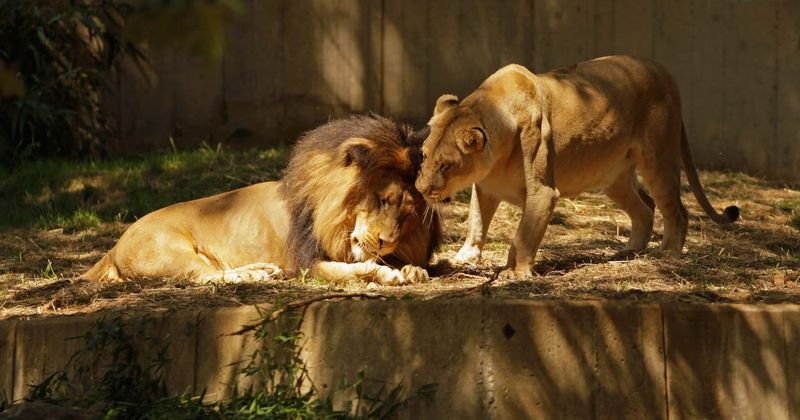 Woman taunts and dances in front of African lion at Bronx Zoo after climbing over safety barrier