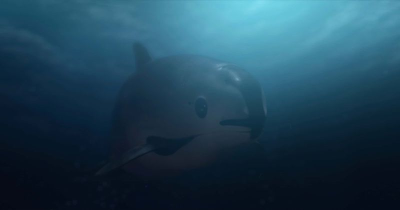 'Sea of Shadows' makes desperate attempt to save most endangered whale from Mexican cartels and Chinese mafia