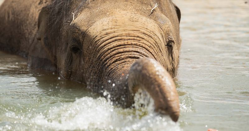 Five wild elephants die while trying to save calf that was swept into waterfall, were heard 'crying' for help