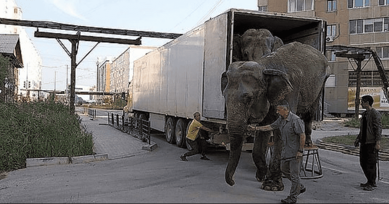 Circus slammed as elephants, tigers and other animals are forced to travel 10,000 miles in cramped trucks