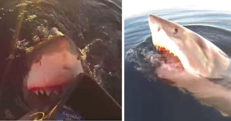 Great white shark attacks small boat as father and son capture terrifying moment on camera