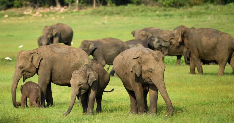 Five more elephants found dead at Thai waterfall days after 5 others fell to their deaths trying to save a baby elephant that drowned