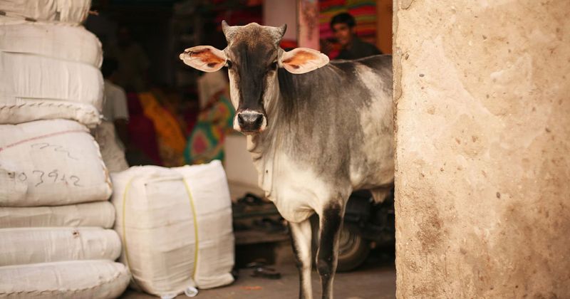 Aliens, occult, and carrion bugs: Killing of 5 bulls and removal of its sexual organs without blood spill spark wild theories in Oregon