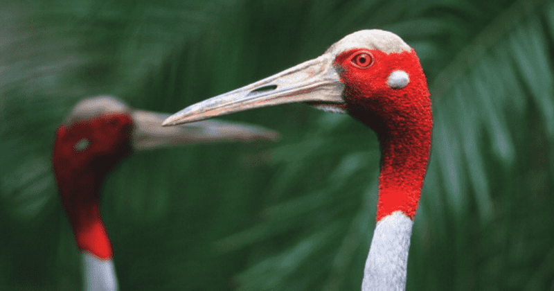 Disney gives out $6million to 80 nonprofits, conservation efforts to cover sarus cranes to angel sharks