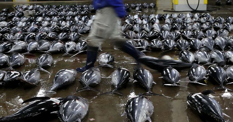Experts warn of a sea empty of fish as annual tuna catch spikes to 6 million tonnes on back of global demand