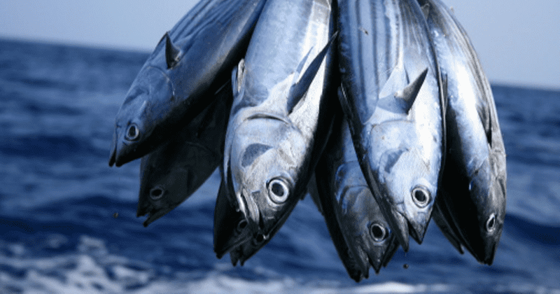 Experts warn of a sea empty of fish as annual tuna catch spikes to 6 million tonnes on back of global demand