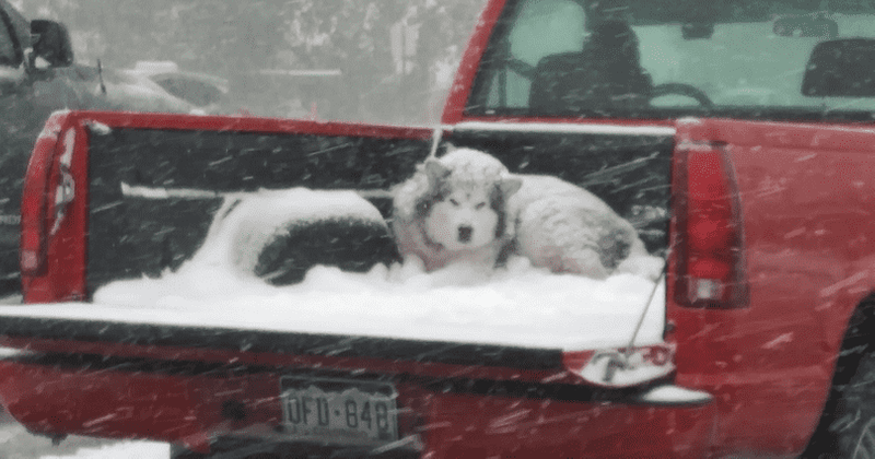 Colorado driver receives animal cruelty warning after photos of him driving with a dog in the back of his pickup go viral