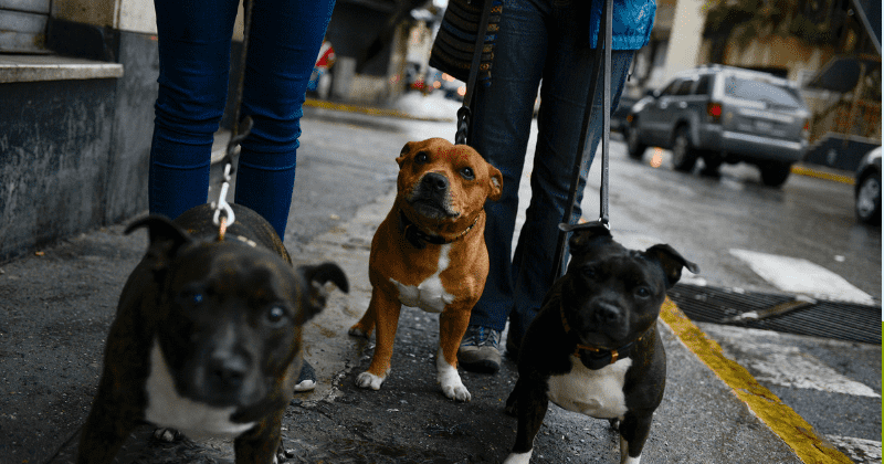 Dog owners less likely to have cardiovascular diseases, and better chances of recovering from strokes or heart attacks