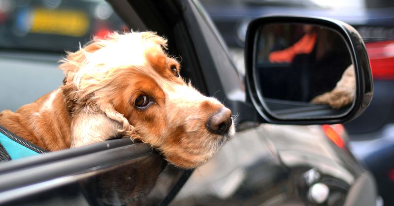 Dog owners less likely to have cardiovascular diseases, and better chances of recovering from strokes or heart attacks