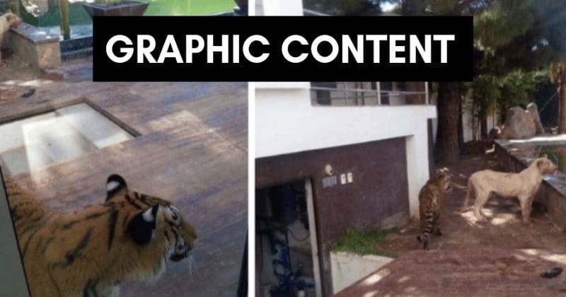 'Foolish' owner mauled by 'pet' lion and tiger while hosting a party in his luxurious home