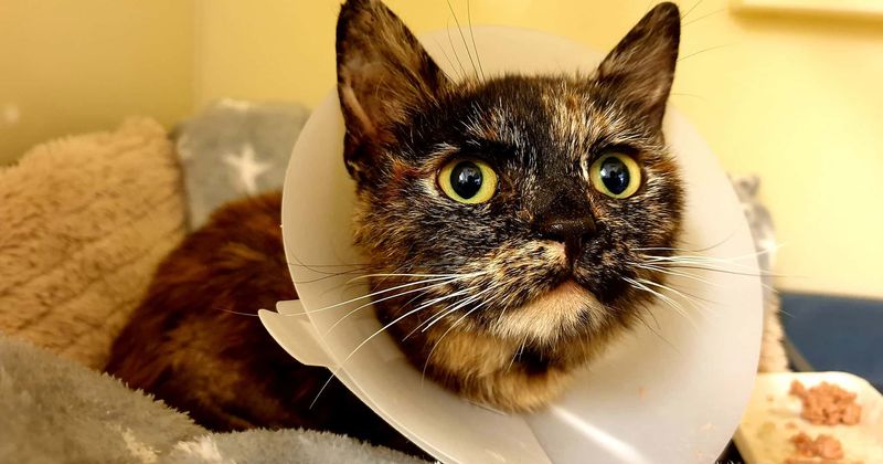 9-month-old cat found with wounds full of maggots after being burned, beaten and sexually abused gets a new home
