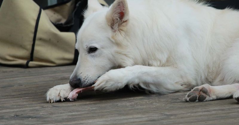 Pet owners beware! Disease-causing bacteria has been found in most commercially available raw-meat dog food