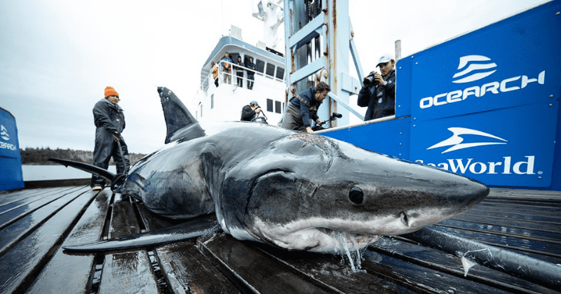 13-foot great white shark found with bite marks from even bigger predator perhaps sustained during 'violent mating'