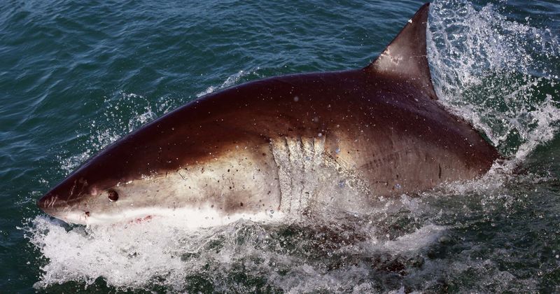 Shark pups growing up to be vulnerable and weaker predators due to global climate change, finds study