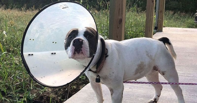 Man who dragged his dog behind truck with a chain charged with animal cruelty by police