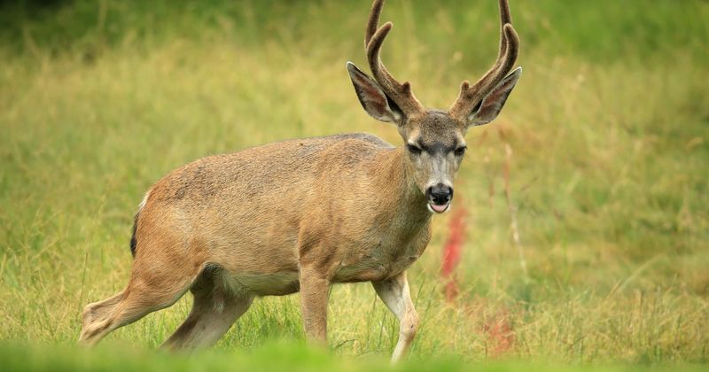 Deer found shot in the head with all four limbs bound in Pennsylvania, game commission looking more information