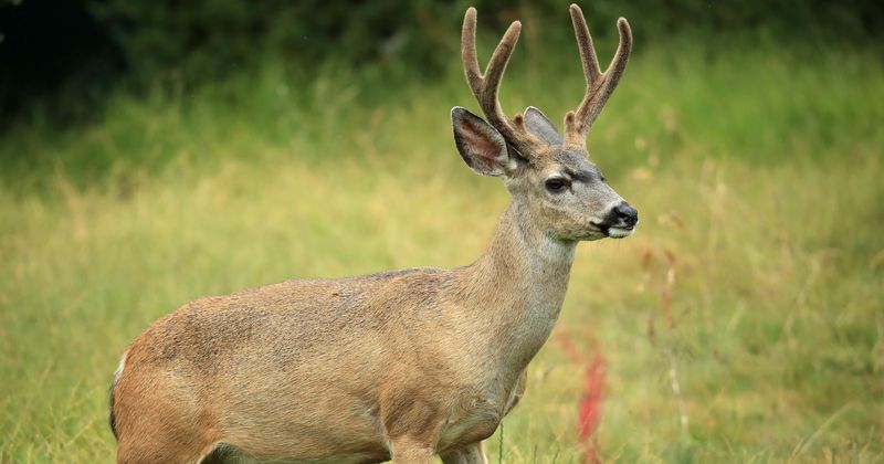 Deer found shot in the head with all four limbs bound in Pennsylvania, game commission looking more information