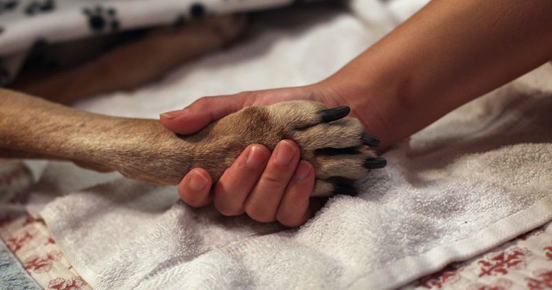 Vietnam war hero reunites with pet dog one last time at New Mexico hospital after it is put up for adoption