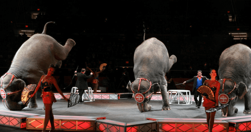 New York finally bans elephant use for entertainment, two years after Governor Andrew Cuomo signed Act