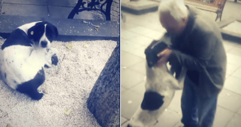 Touching moment a lost dog reunites with his beloved owner after three years