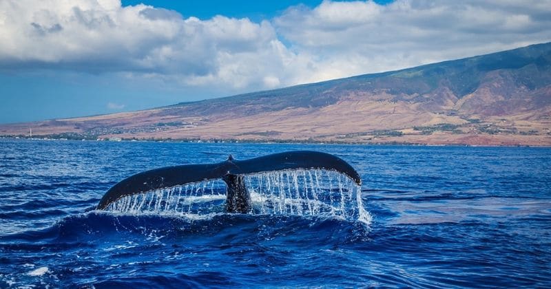 Beached humpback whale gets new lease of life after 28-hour rescue operation