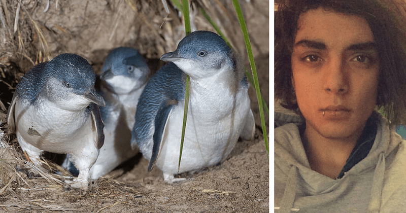 Vile man who beat six little penguins to death on a beach will NOT be jailed in spite of media fury