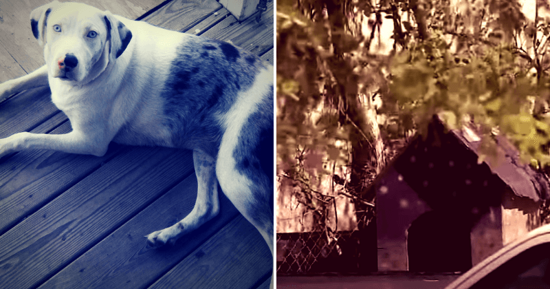 Horrified Texas mother looks on as two-year-old daughter is mauled to death by family dog
