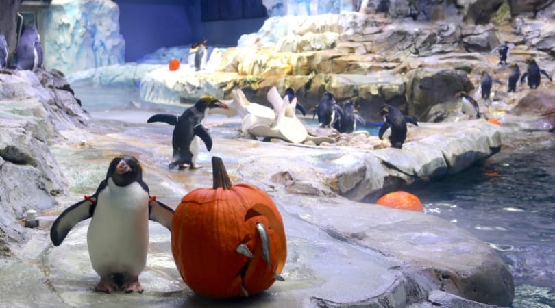 The penguins got pumpkins stuffed with fishes (SWNS)