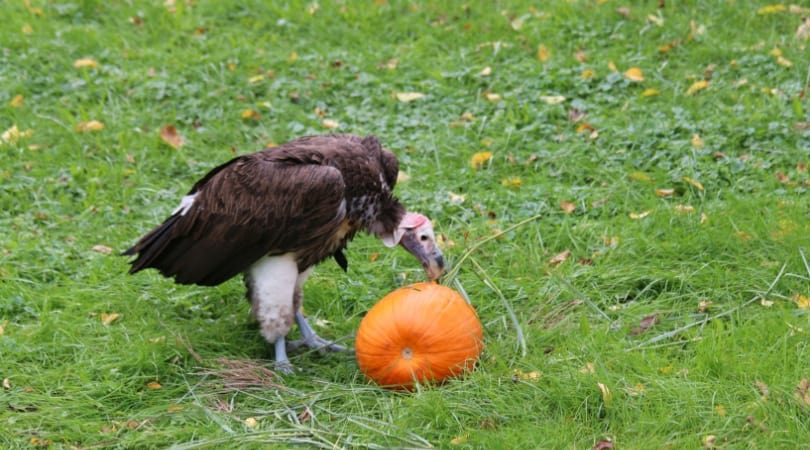 The zoo organizes its annual ‘smashing pumpkins’ event to encourage creatures large and small to forage and engage with their local environment (SWNS)